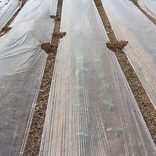 Ffilm Mulch Amaethyddol